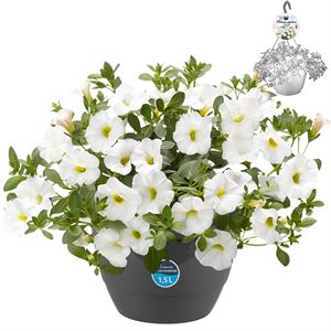 Afbeelding van HP27 o.kl. Calibrachoa Compact White
